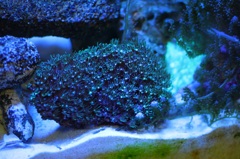 水槽のクダサンゴ