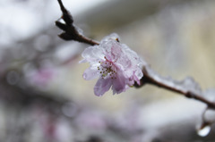 雪と桜