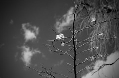 四季桜