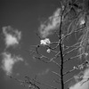 四季桜