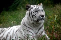 white tiger