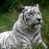 white tiger