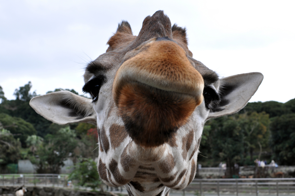 giraffe #1