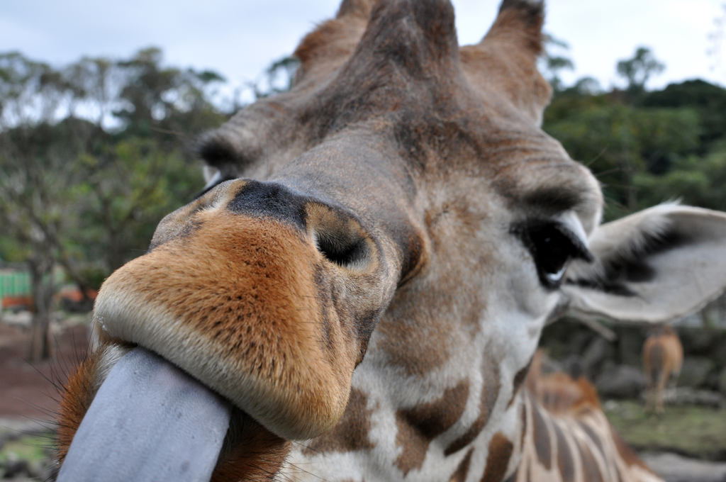 giraffe #2