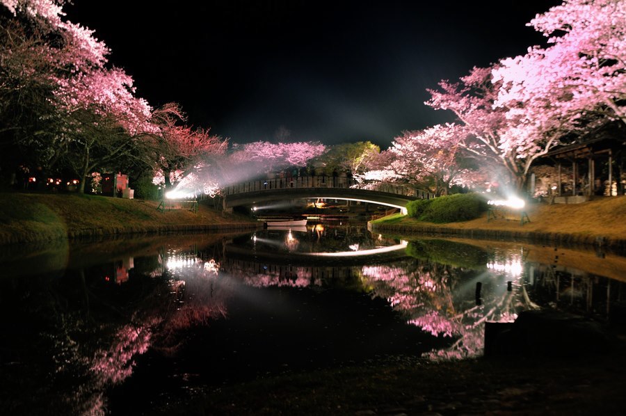 夜桜 [ 蔵出し ]