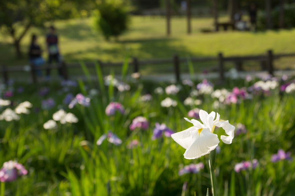 夕方の菖蒲園