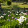 夕方の菖蒲園