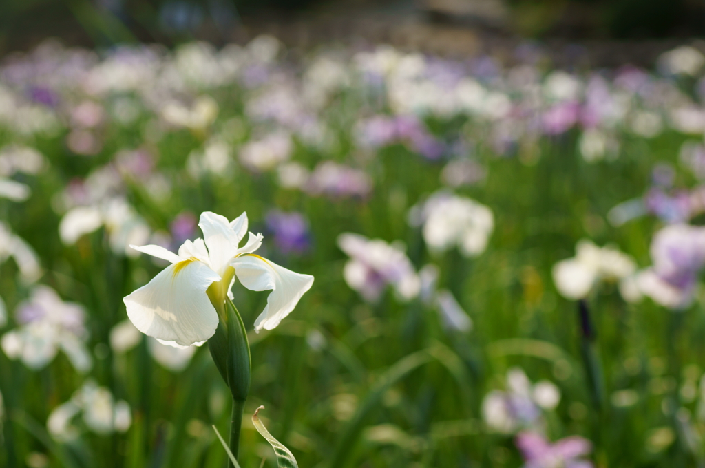 Irises