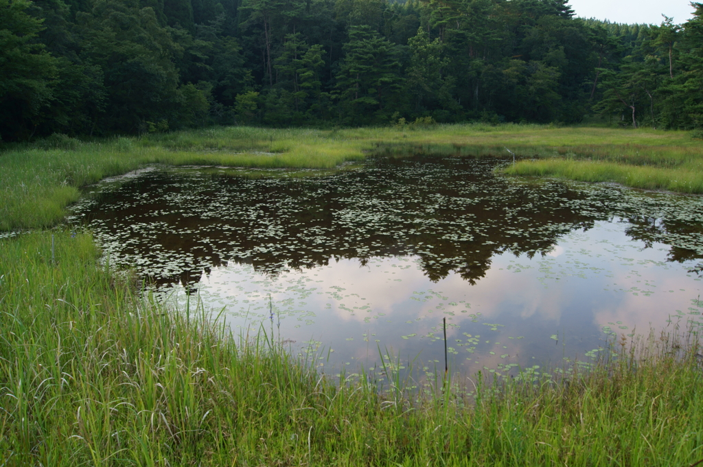 静かな湿原