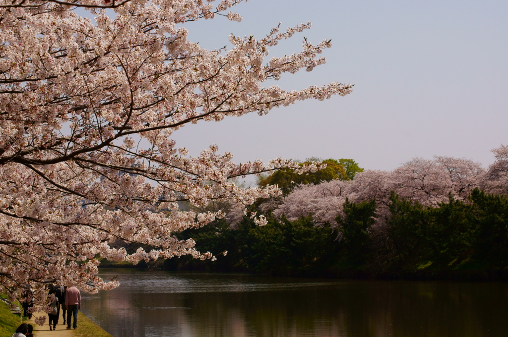 水辺の桜