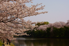 水辺の桜