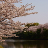 水辺の桜