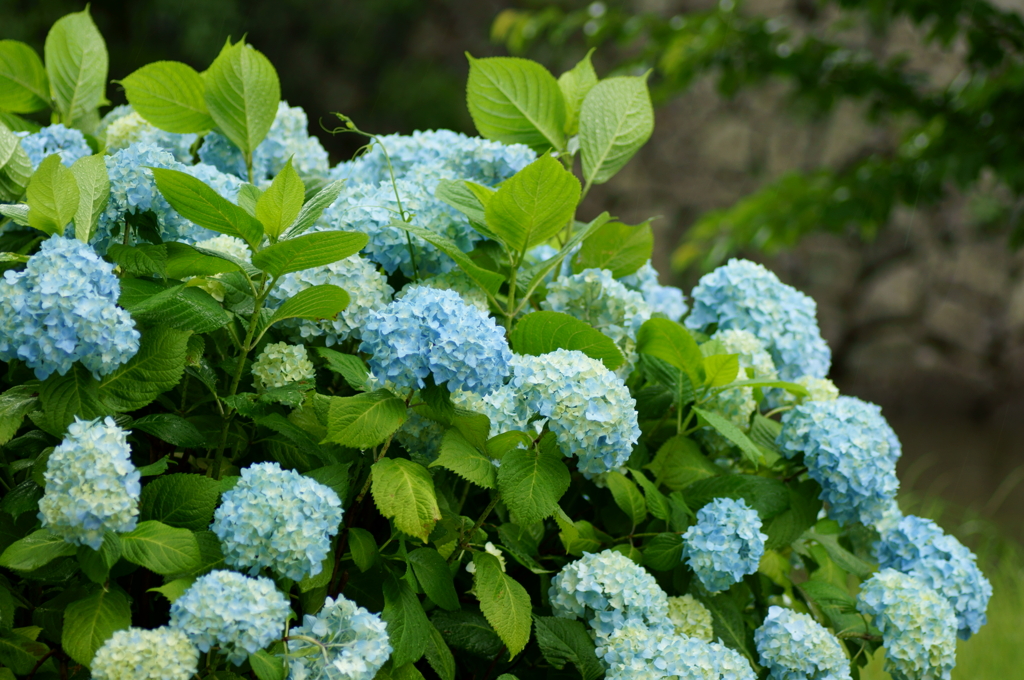 Rainy 紫陽花