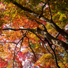 紅葉色々Ⅲ