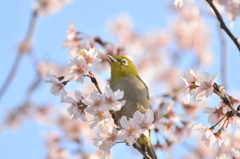 サクラごごち