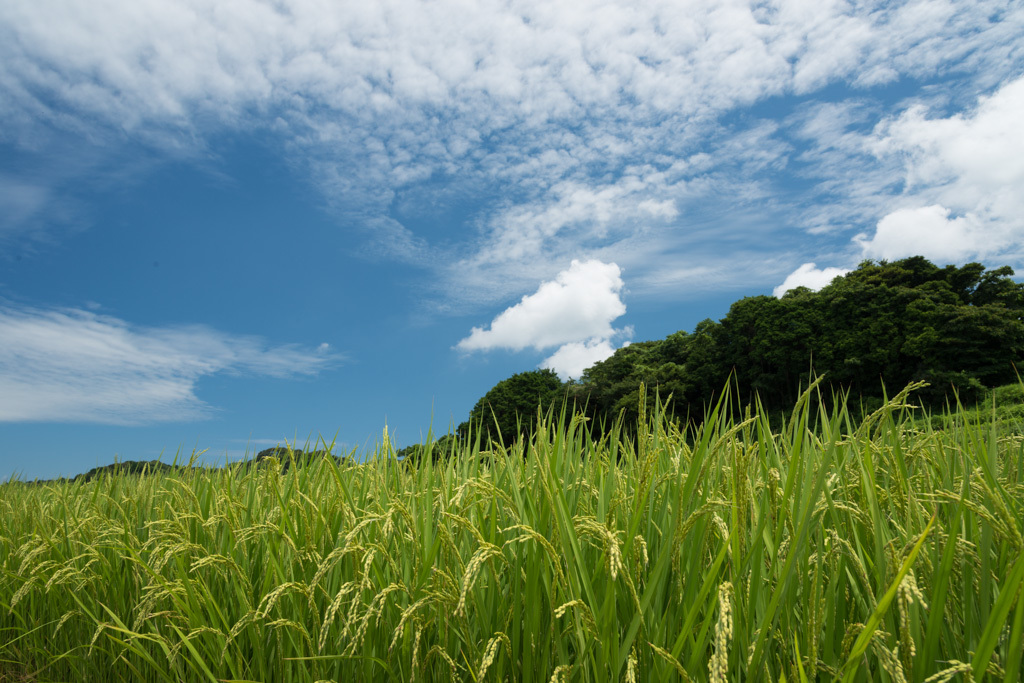 夏の稲穂
