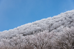 霧氷咲く