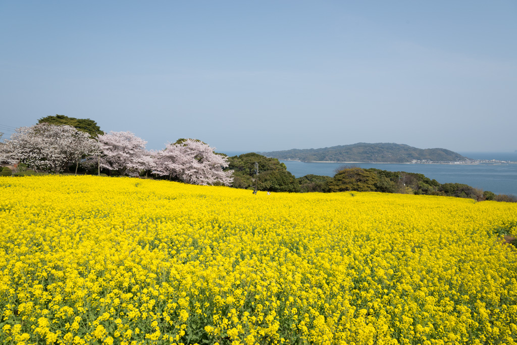 海の見える菜の花畑