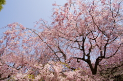 しだれ桜