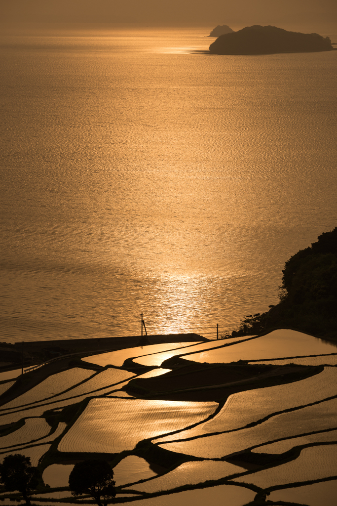 棚田夕景