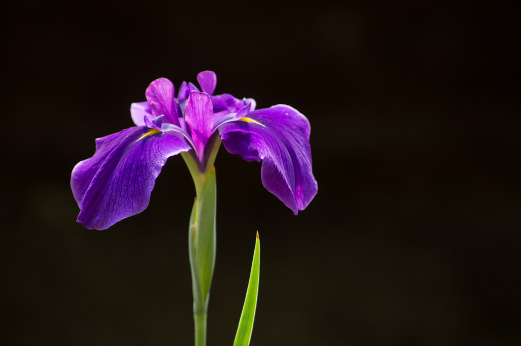 菖蒲です