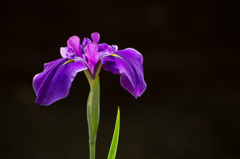 菖蒲です