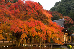 雷山千如寺大楓