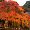 雷山千如寺大楓