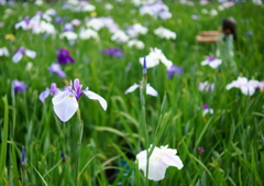 菖蒲の中で