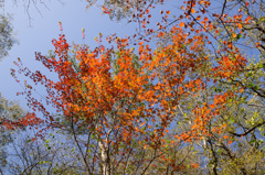 青空と紅葉