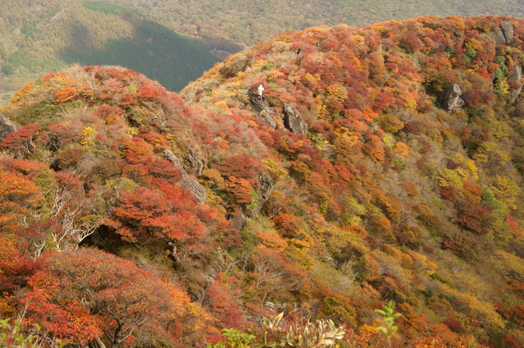 小鍋の紅葉