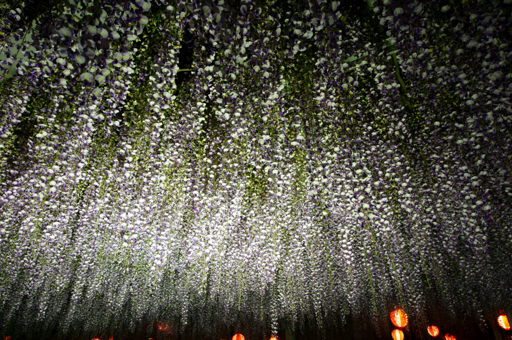 大藤祭り(夜)