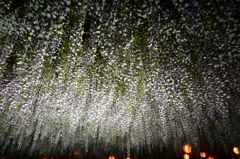 大藤祭り(夜)