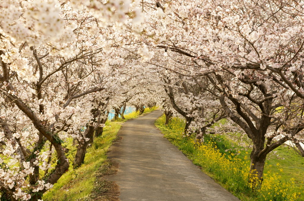 桜の小路