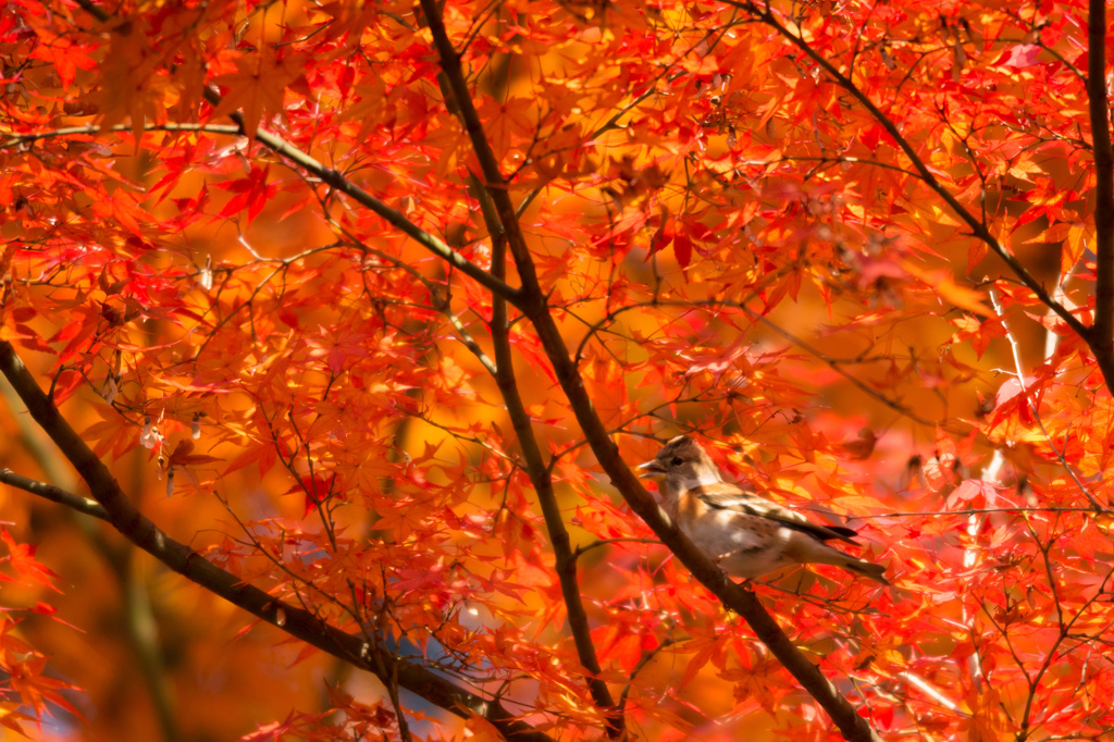 紅葉色々Ⅶ