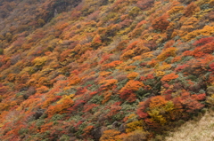 大鍋の紅葉