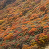 大鍋の紅葉