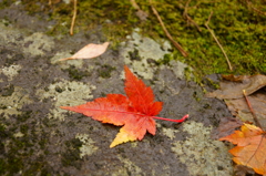 秋の落し物