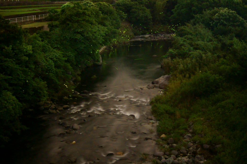 蛍の渓流