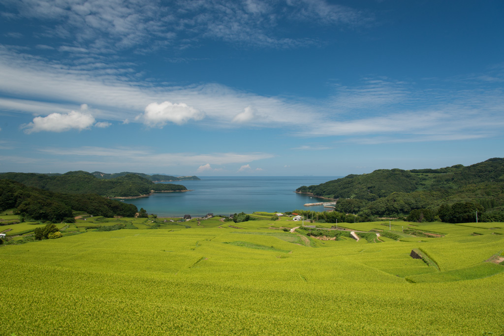 夏空の棚田