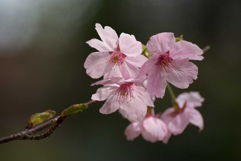 桜の美