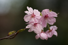 桜の美