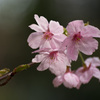 桜の美