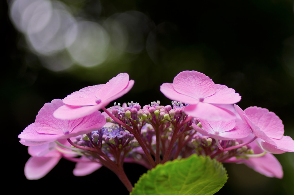 木漏れ日の紫陽花