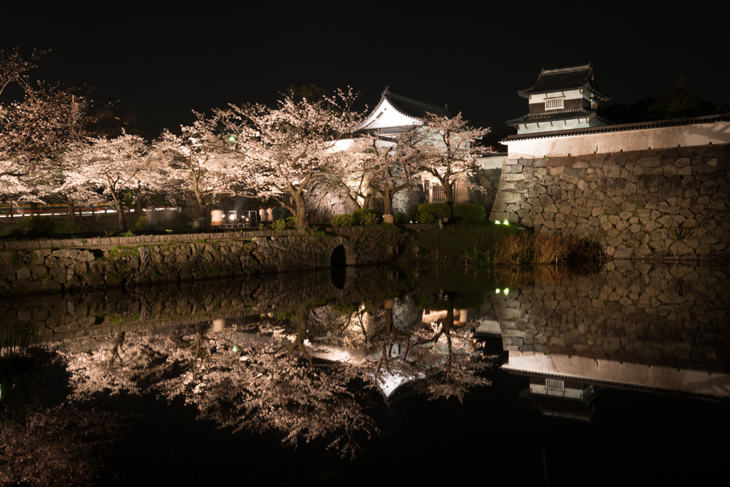 夜桜 2013