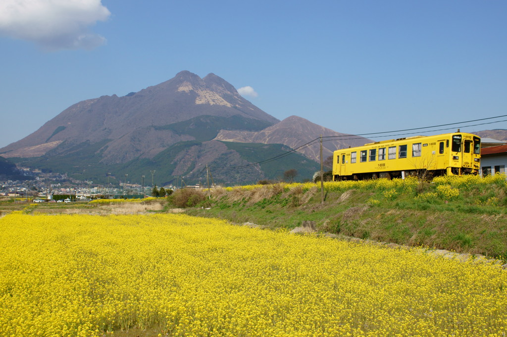 菜の花電車