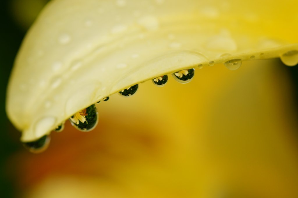 雨粒に咲く