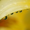 雨粒に咲く