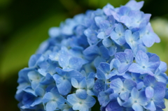 雨の紫陽花