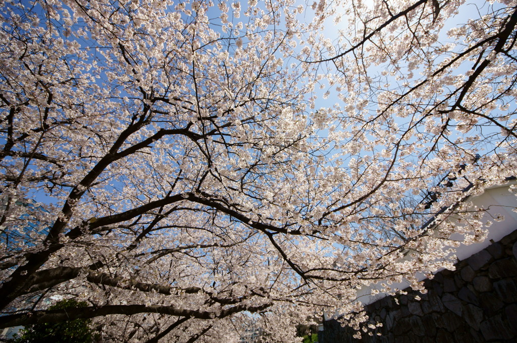 桜の木の下で